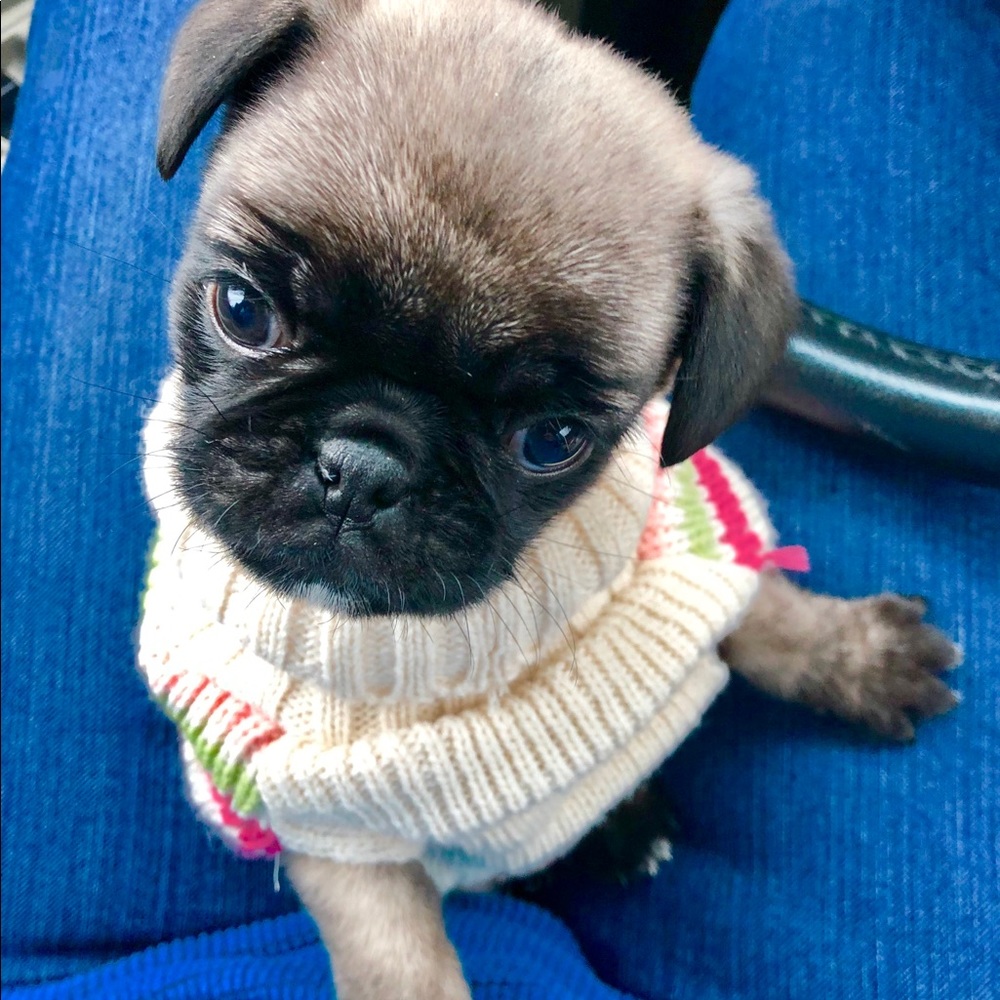 Meet your Posher, Marty!